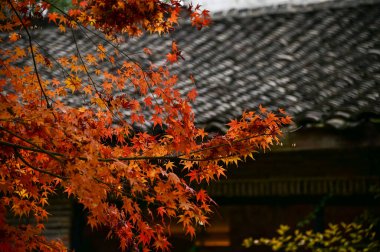 Çin bahçesindeki akçaağaç ağaçları. Sonbaharda Çin bahçe sahnesi. Doğa ve manzara kavramı.