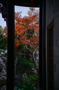 Çin bahçesindeki akçaağaç ağaçları. Sonbaharda Çin bahçe sahnesi. Doğa ve manzara kavramı.