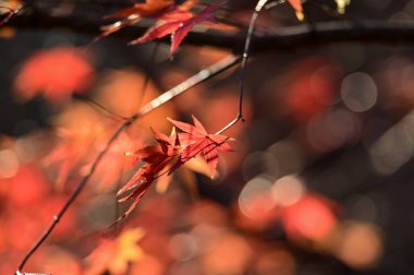 Kırmızı akçaağaç yapraklarının yakın çekimi. Akçaağaç ağaçları. Sonbahar yaprakları. Sonbahar sahnesi, doğa konsepti..