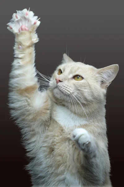Kot Kotek Czerwony Kot Kot Białym Tle Machanie Jego Łapy — Zdjęcie stockowe