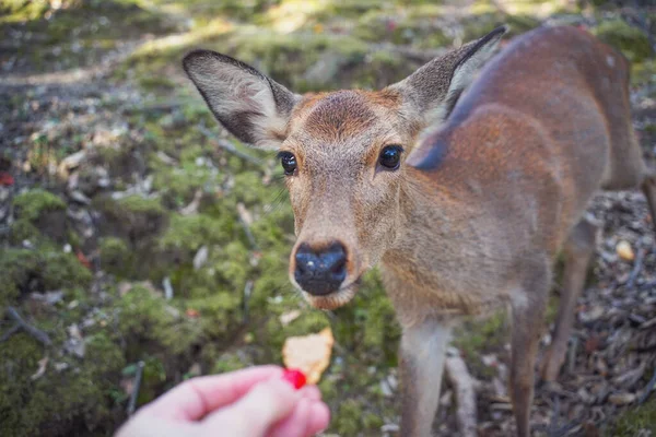 Het voeden van een hert, een hert eet speciale koekjes uit zijn handen, Nara, Japan — Stockfoto