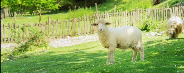 Lam Wandelen Lente Weide Bijna Dorp Banner Editie Rechtenvrije Stockafbeeldingen