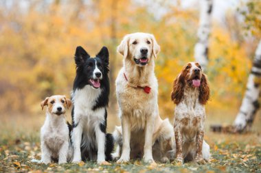 sınır Collie ve altın geri almak ve Rus av İspanyol ve jack russell terrier