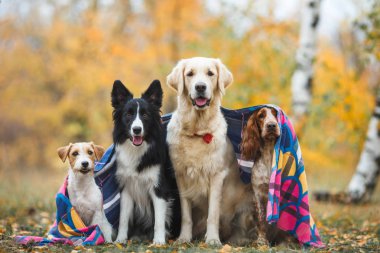 sınır Collie ve altın geri almak ve Rus av İspanyol ve jack russell terrier