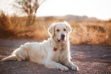 güzel köpek golden retriever