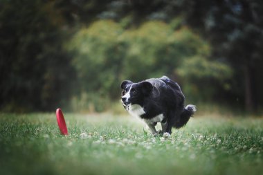 yetişkin köpek kenar kömür ocağı