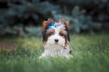 Güzel köpek yavrusu teriyeri.