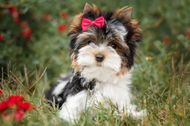 Güzel köpek yavrusu teriyeri.