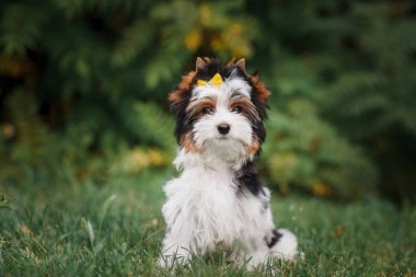Güzel köpek yavrusu teriyeri.