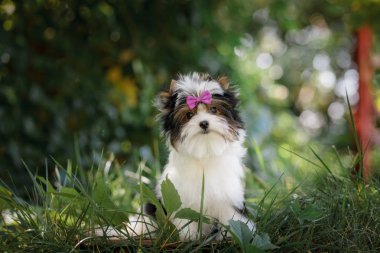 Güzel köpek yavrusu teriyeri.