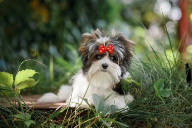 Güzel köpek yavrusu teriyeri.