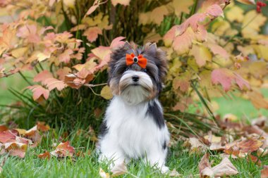 Güzel köpek yavrusu teriyeri.