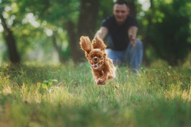 Şövalye Kral Charles Spaniel