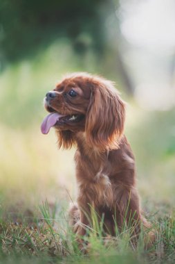 Şövalye Kral Charles Spaniel