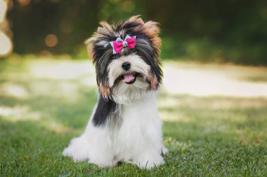 Güzel bisikletçi köpek yavrusu.