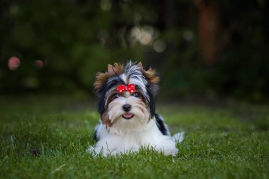 Güzel bisikletçi köpek yavrusu.