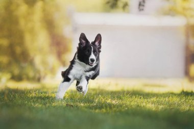 yetişkin köpek kenar kömür ocağı