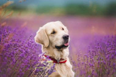 güzel köpek golden retriever