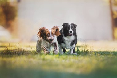 kenar kömür ocağı ve Rus av spaniel