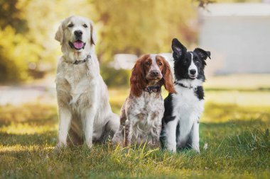 kenar kömür ocağı ve altın geri almak ve Rus av spaniel