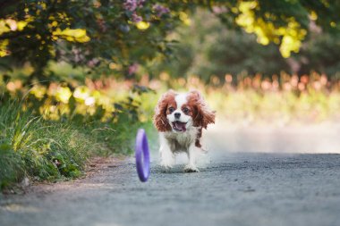 Şövalye Kral Charles Spaniel