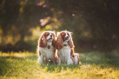 Şövalye Kral Charles Spaniel