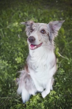 yetişkin köpek kenar kömür ocağı