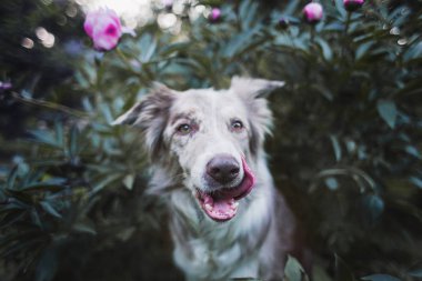 yetişkin köpek kenar kömür ocağı