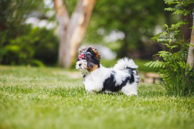 Güzel bisikletçi köpek yavrusu.