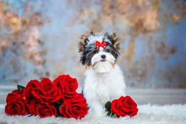 Güzel köpek yavrusu teriyeri.