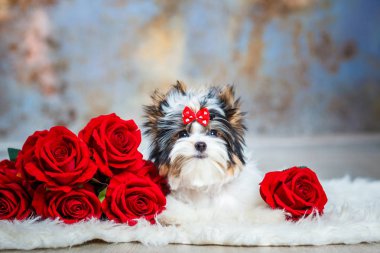 Güzel köpek yavrusu teriyeri.