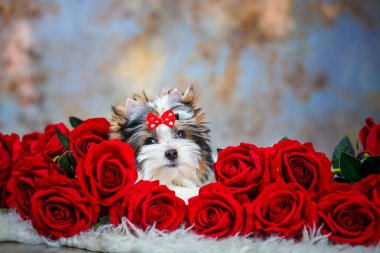 Güzel köpek yavrusu teriyeri.