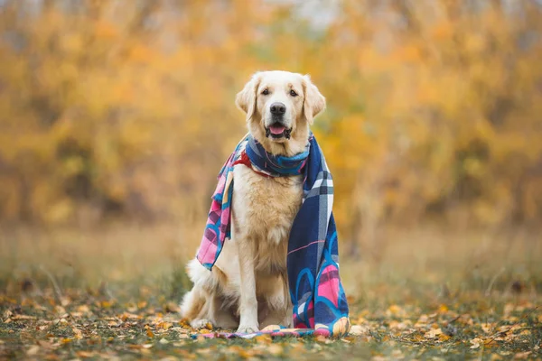 Schöner Hund Golden Retriever — Stockfoto