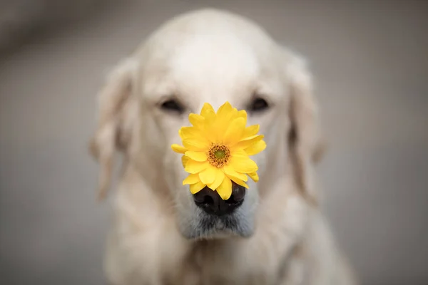 Belo Cão Golden Retriever — Fotografia de Stock