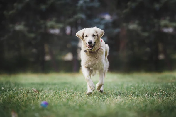 Belo Cão Golden Retriever — Fotografia de Stock