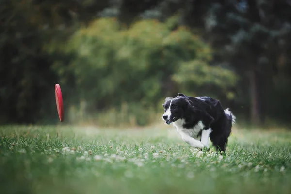 大人の犬ボーダーコリー — ストック写真