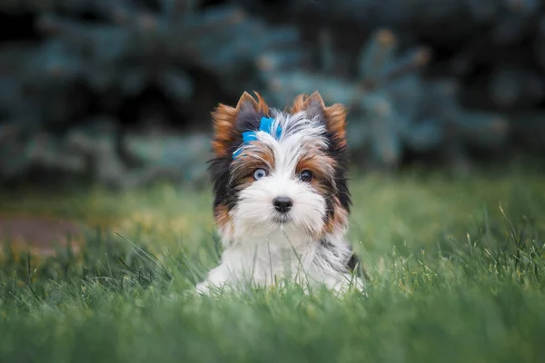 아름다운 강아지 무서운 — 스톡 사진