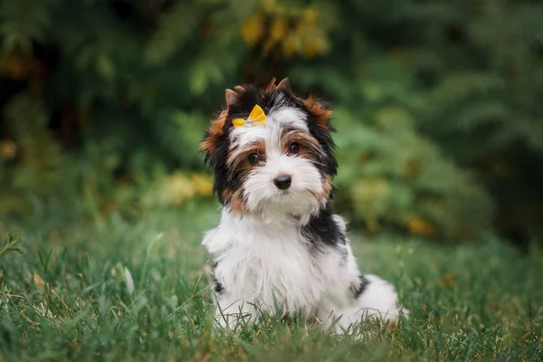Hermoso Perrito Bíewer Terrier — Foto de Stock