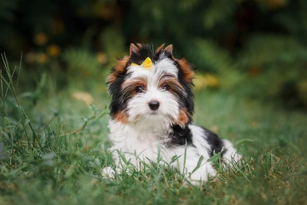 Beautiful Puppy Biewer Terrier — Stock Photo, Image