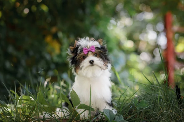 Schöner Welpe Biewer Terrier — Stockfoto