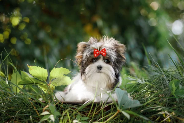 Hermoso Perrito Bíewer Terrier — Foto de Stock