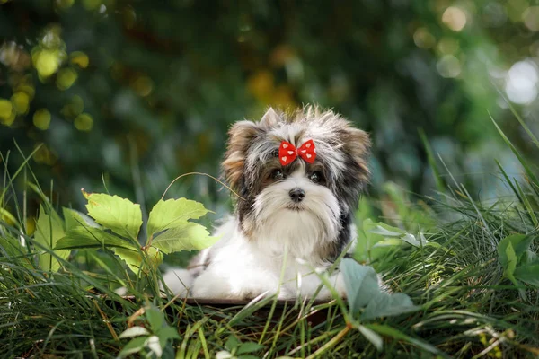 Schöner Welpe Biewer Terrier — Stockfoto