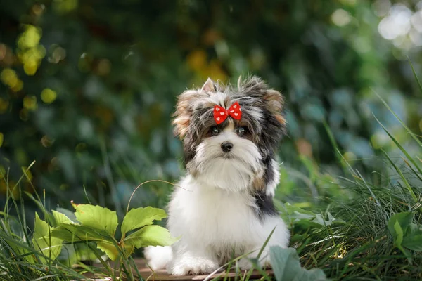 Piękny Szczeniak Biewer Terrier — Zdjęcie stockowe