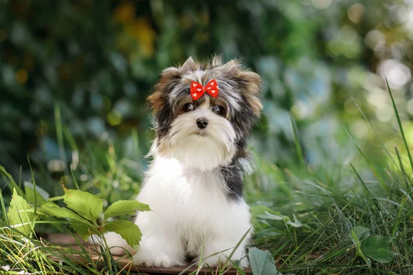 Beautiful Puppy Biewer Terrier — Stock Photo, Image