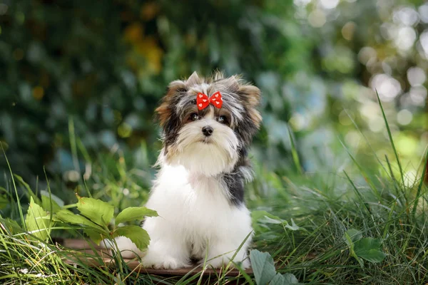 Hermoso Perrito Bíewer Terrier —  Fotos de Stock