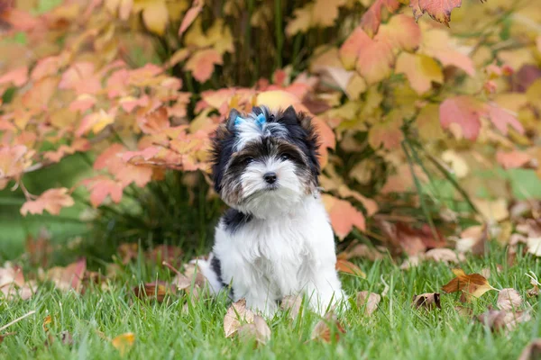 Bellissimo Cucciolo Biewer Terrier — Foto Stock