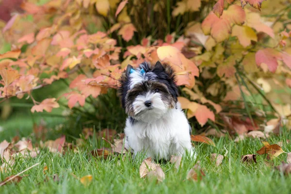 Schöner Welpe Biewer Terrier — Stockfoto