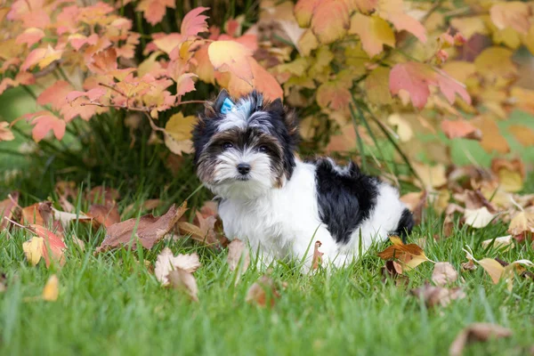 Hermoso Perrito Bíewer Terrier — Foto de Stock