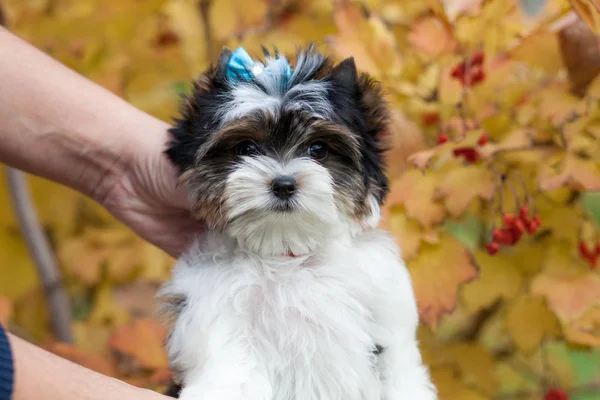 Güzel Köpek Yavrusu Teriyeri — Stok fotoğraf