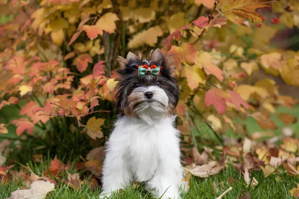 Schöner Welpe Biewer Terrier — Stockfoto